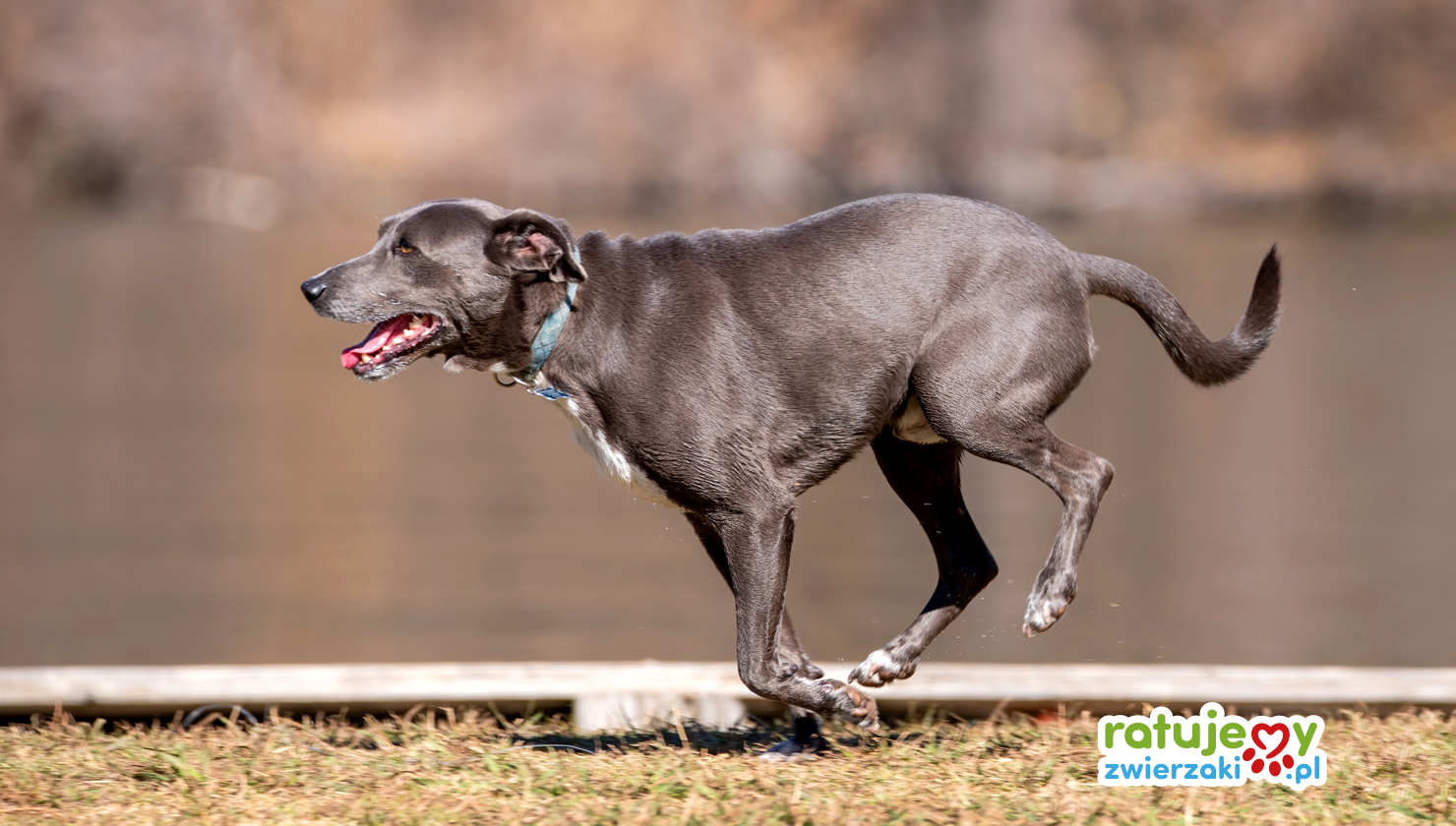 Canicross - bieganie z psem