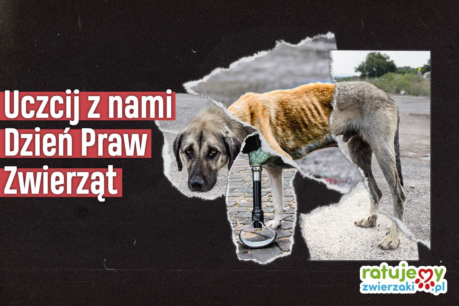 Dzień Praw Zwierząt