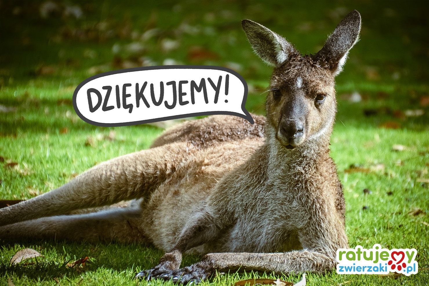 Porcja dobrych wieści! Zobaczcie, jak zmieniacie świat cierpiących zwierząt