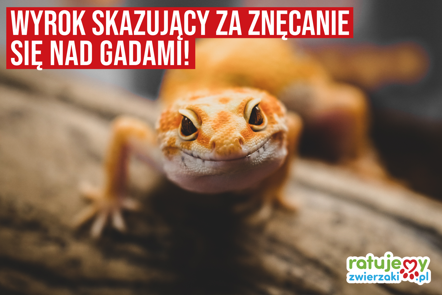 Znęcał się nad gadami. Usłyszał wyrok. "Precedens"!
