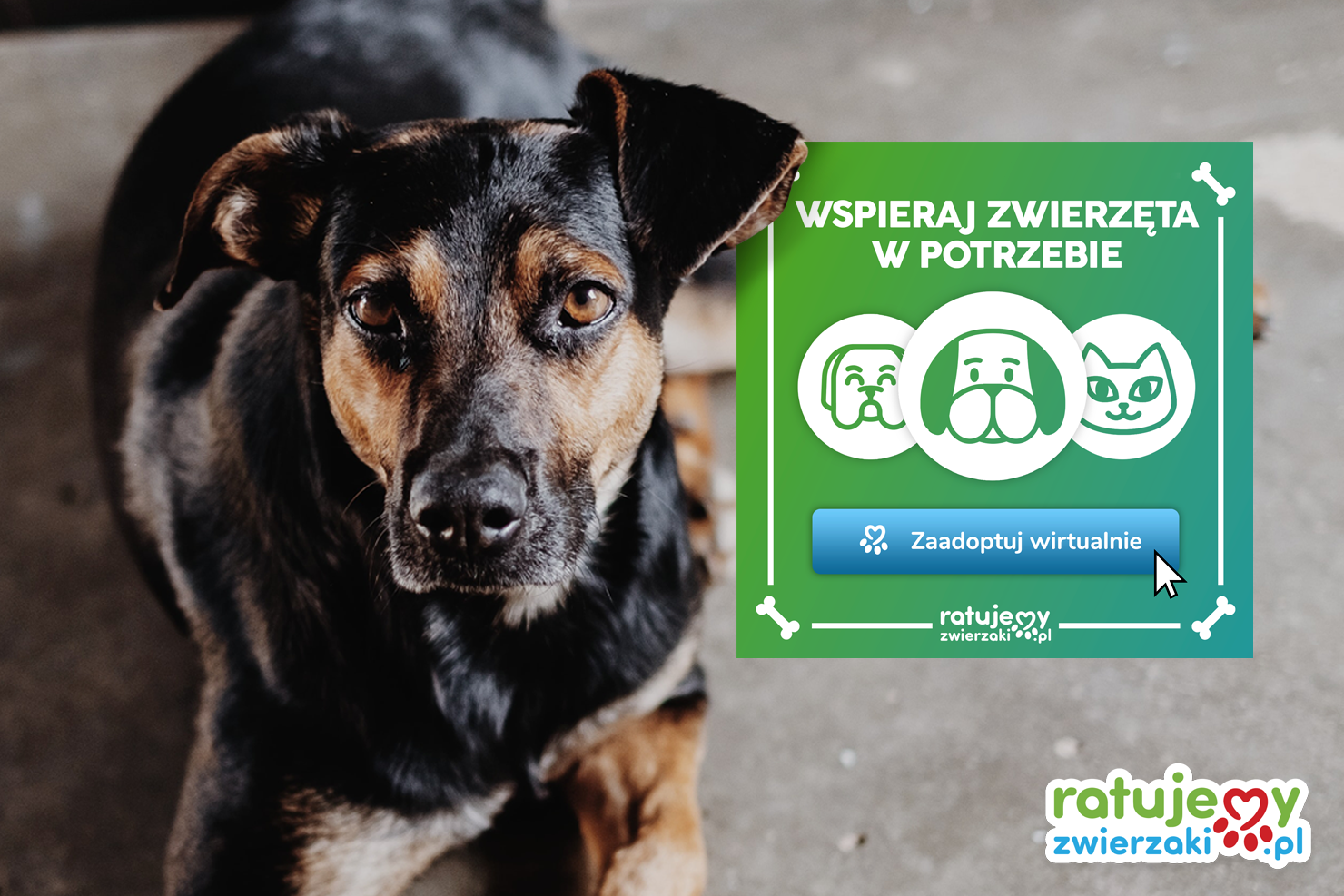 Wirtualna Adopcja to bezpieczne życie wielu zwierząt