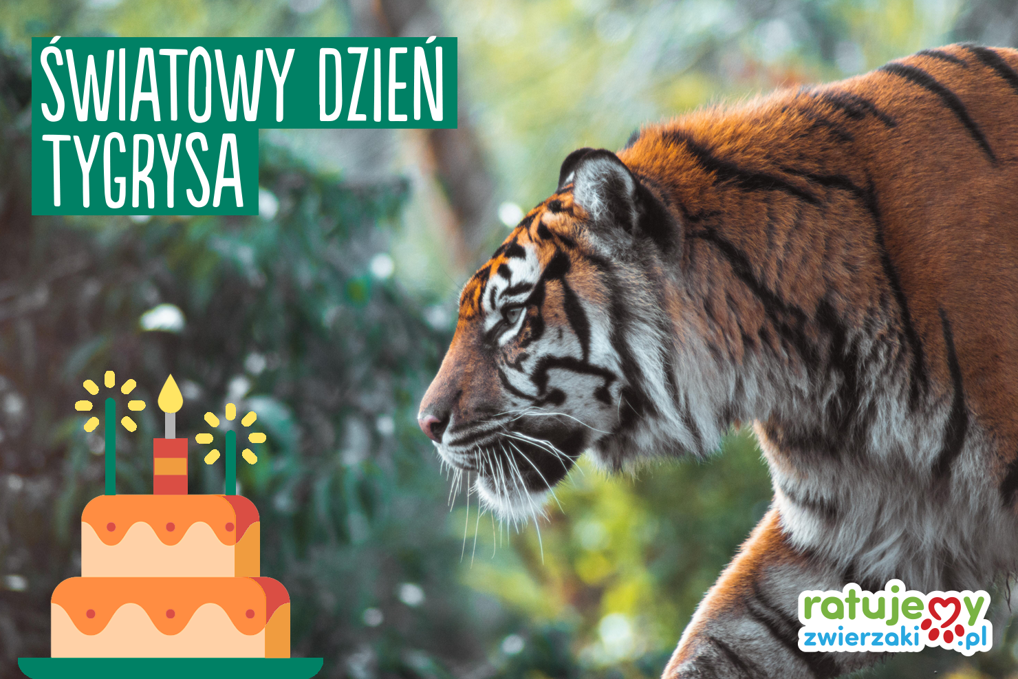 Czy wiesz, że tygrysy to gatunek parasolowy? Co to znaczy i wiele więcej, przeczytasz w naszym artykule