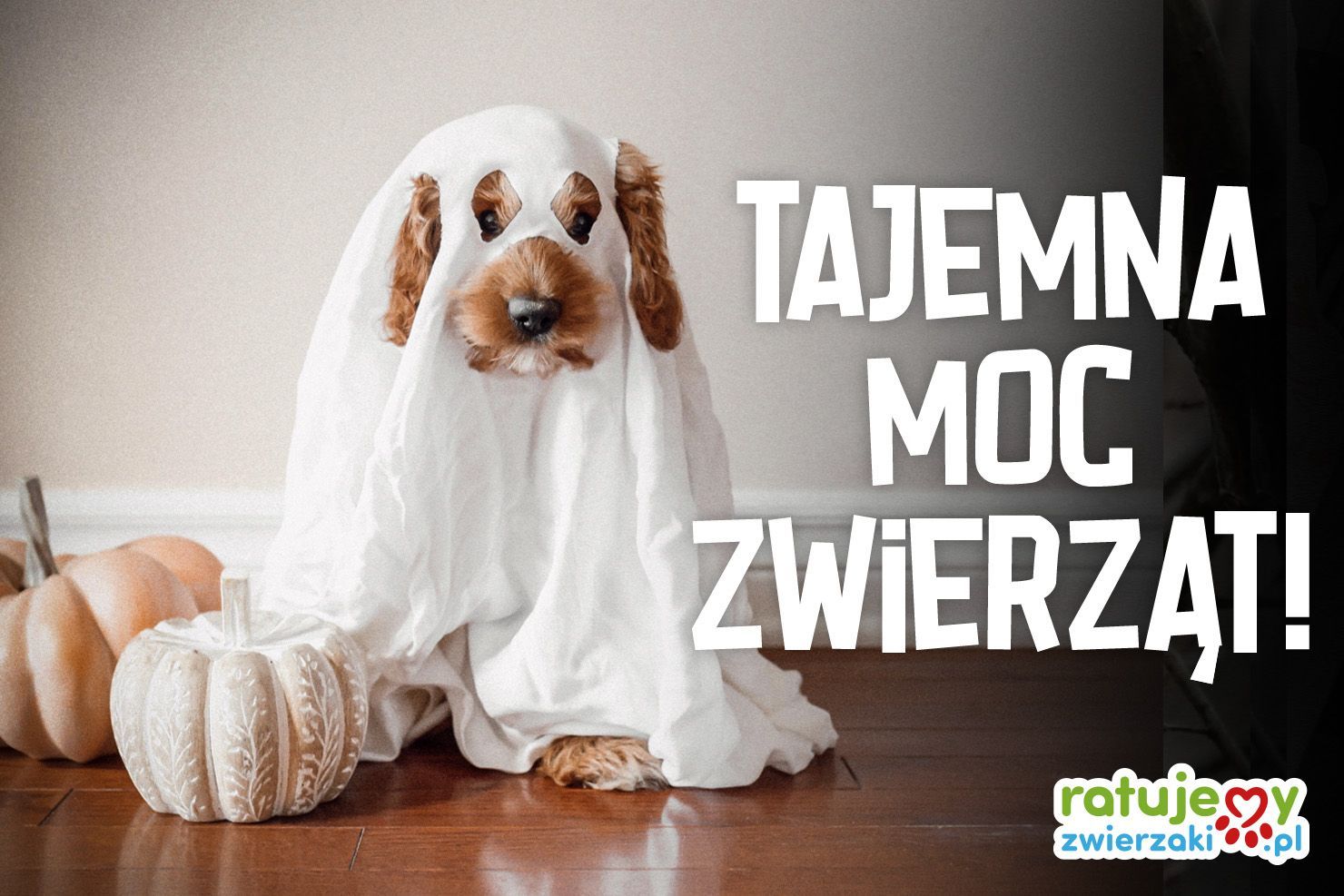 Polskie wierzenia ludowe o zwierzętach