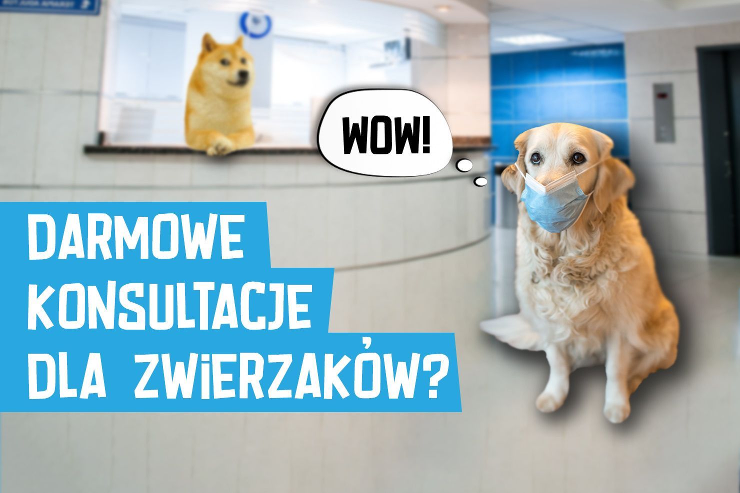 Skorzystaj z darmowych konsultacji online z weterynarzami, dietetykami i behawiorystami!