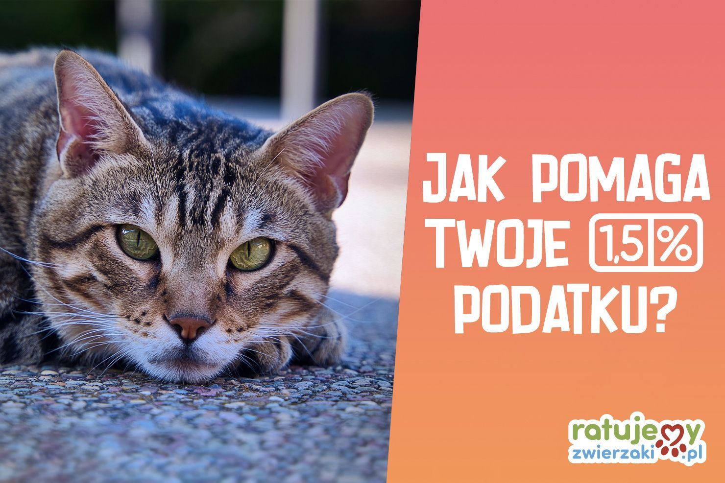 Sprawdź, jak Organizacje wykorzystują dotacje, wygrane w konkursie "Łap dotacje na Organizacje!"