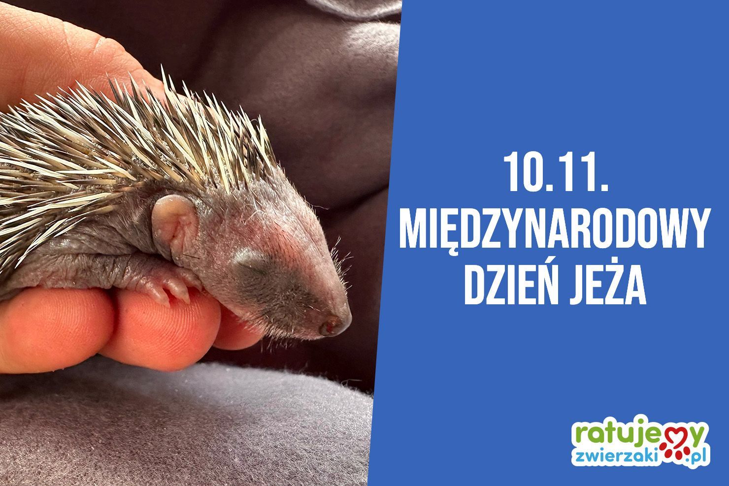 Święto uroczego, kolczastego drapieżnika - Dzień Jeża