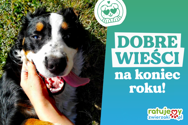 Wasza pomoc zmieniła los tysięcy zwierząt w tym roku!