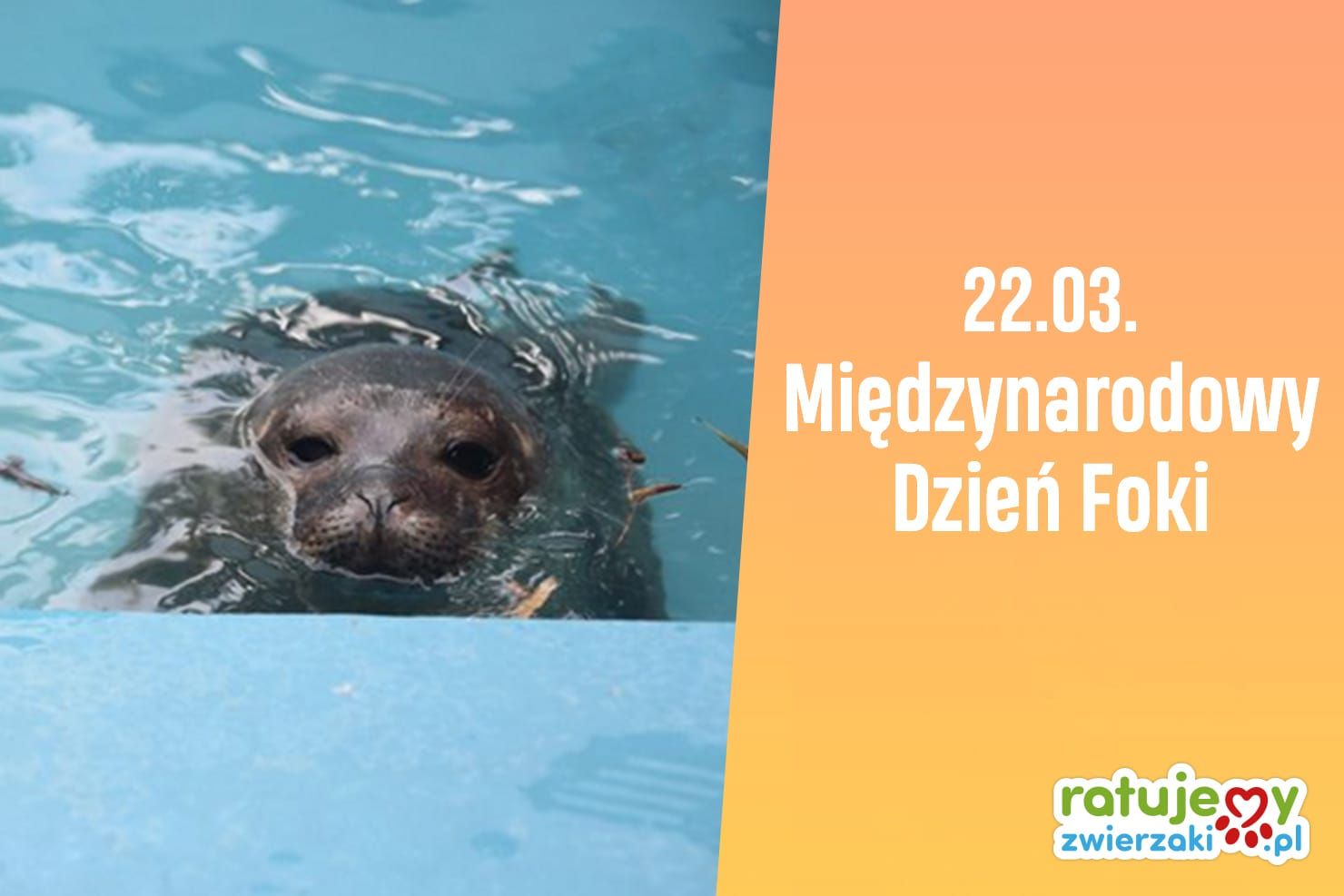 Pomóż nam ratować focze szczenięta!