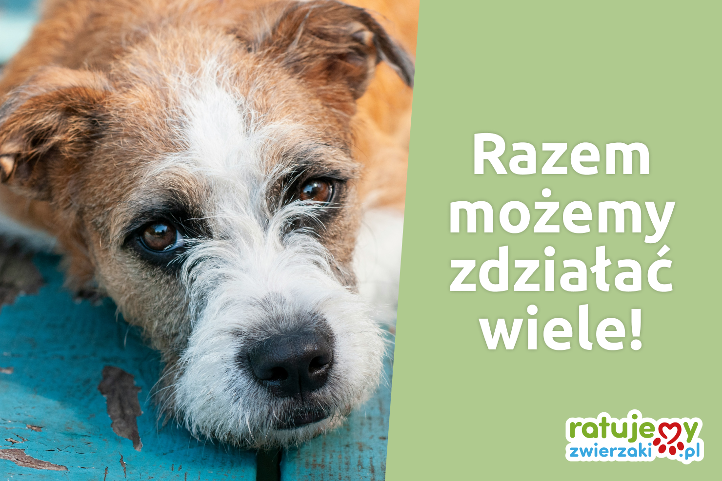 Dołączcie do nas i razem ratujmy zwierzaki!