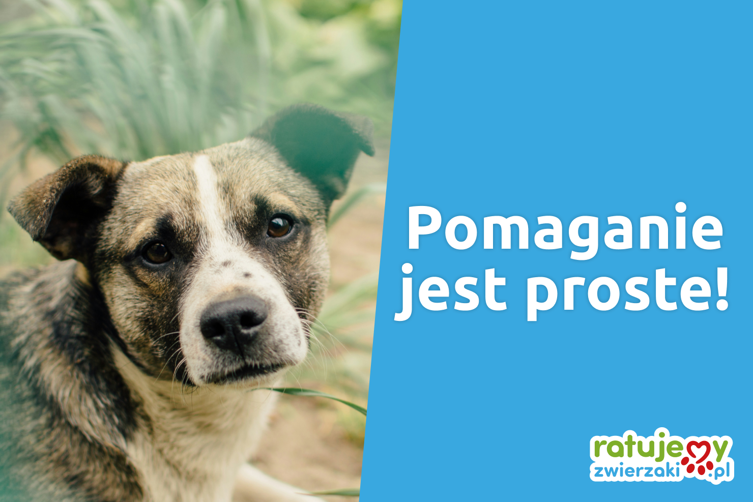 Jak pomagają Darczyńcy portalu Ratujemy Zwierzaki.pl?