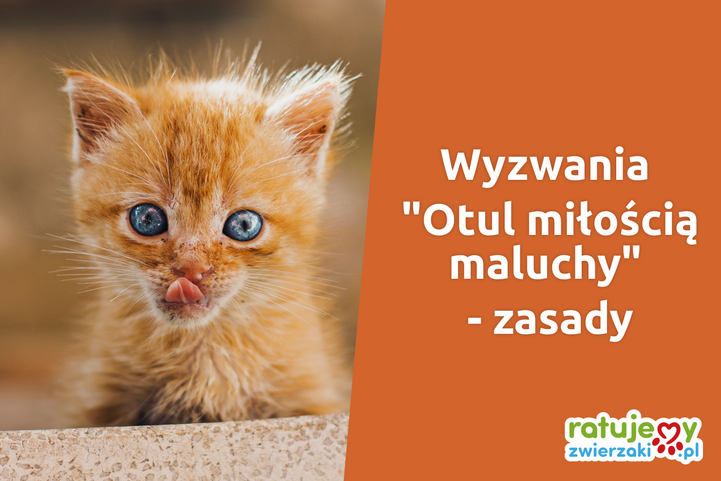 Organizacje mogą wygrać cztery mikrodotacje na łączną kwotę 20 tys. zł od RatujemyZwierzaki.pl!