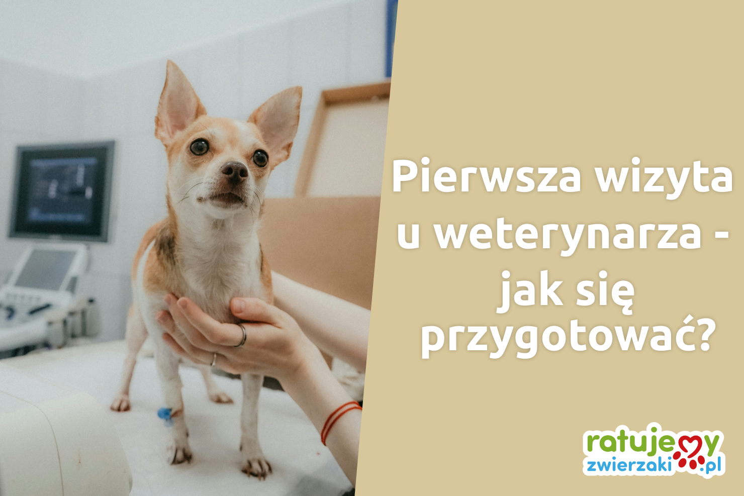 Zobacz, jak zmniejszyć stres zwierzaka podczas wizyty u weterynarza