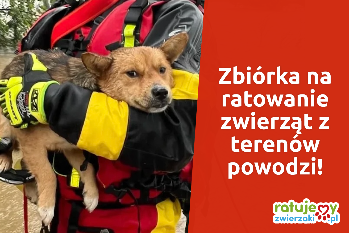 Dramatyczna sytuacja zwierząt! Powódź zabrała im dom! Ogólnopolska zbiórka na ratowanie zwierząt