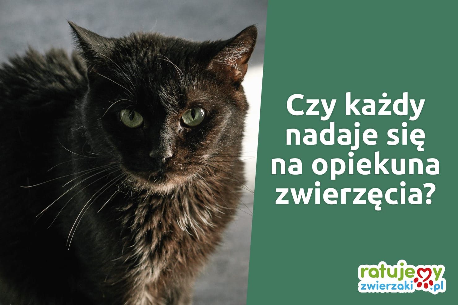 5 pytań, które warto sobie zadać przed przygarnięciem zwierzaka