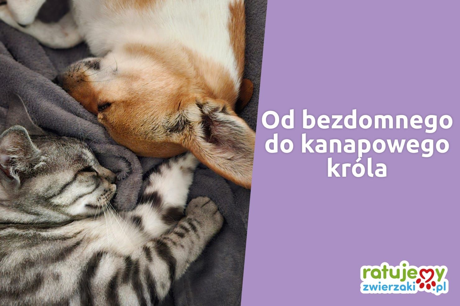 Historia udanych adopcji. Wywiad z behawiorystką