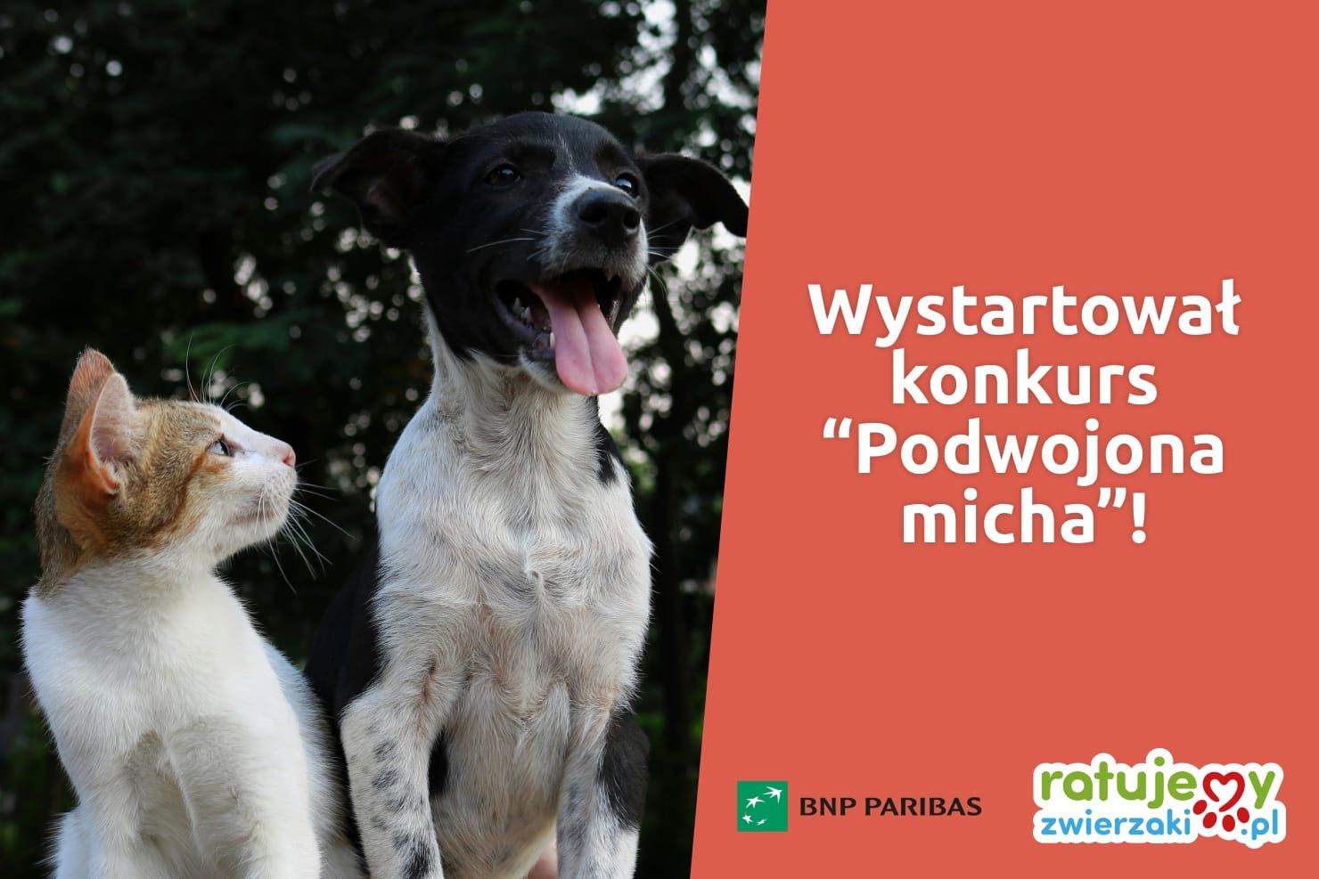 200 tys. zł na karmę dla zwierzaków! Pomóż nam wybrać, do kogo ma trafić pomoc