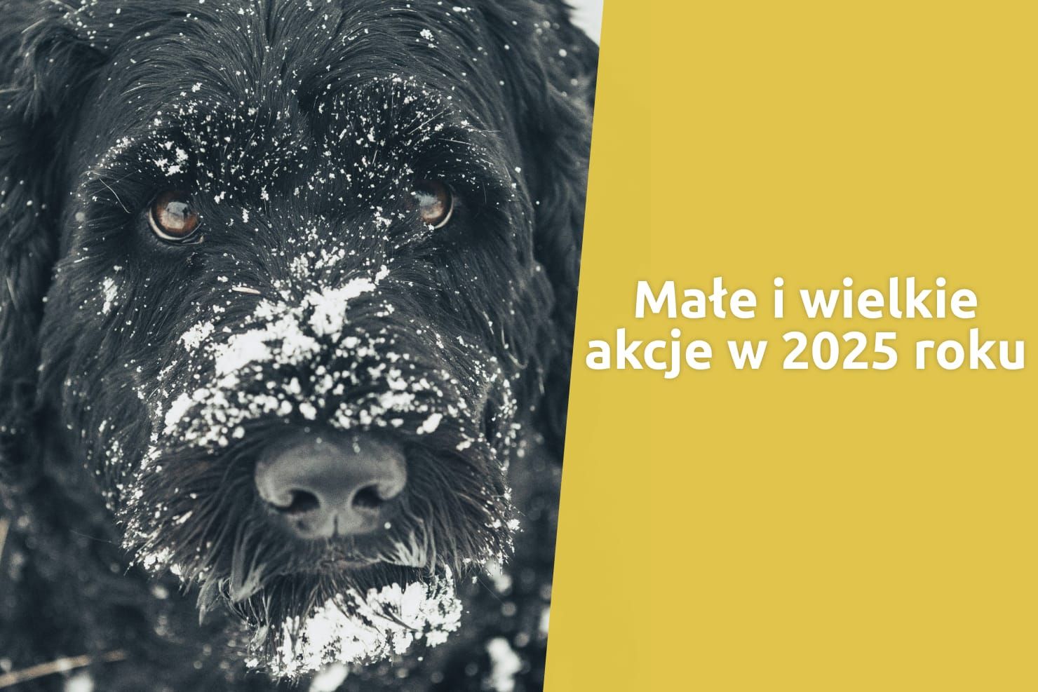 Dla tych, którzy nie mają głosu – podsumowanie naszych akcji w 2025 roku