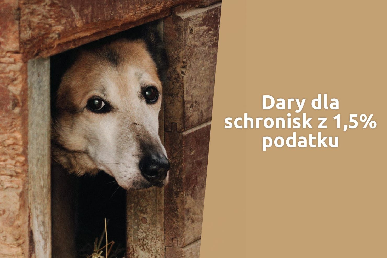 1,5% podatku pomogło przetrwać największe mrozy