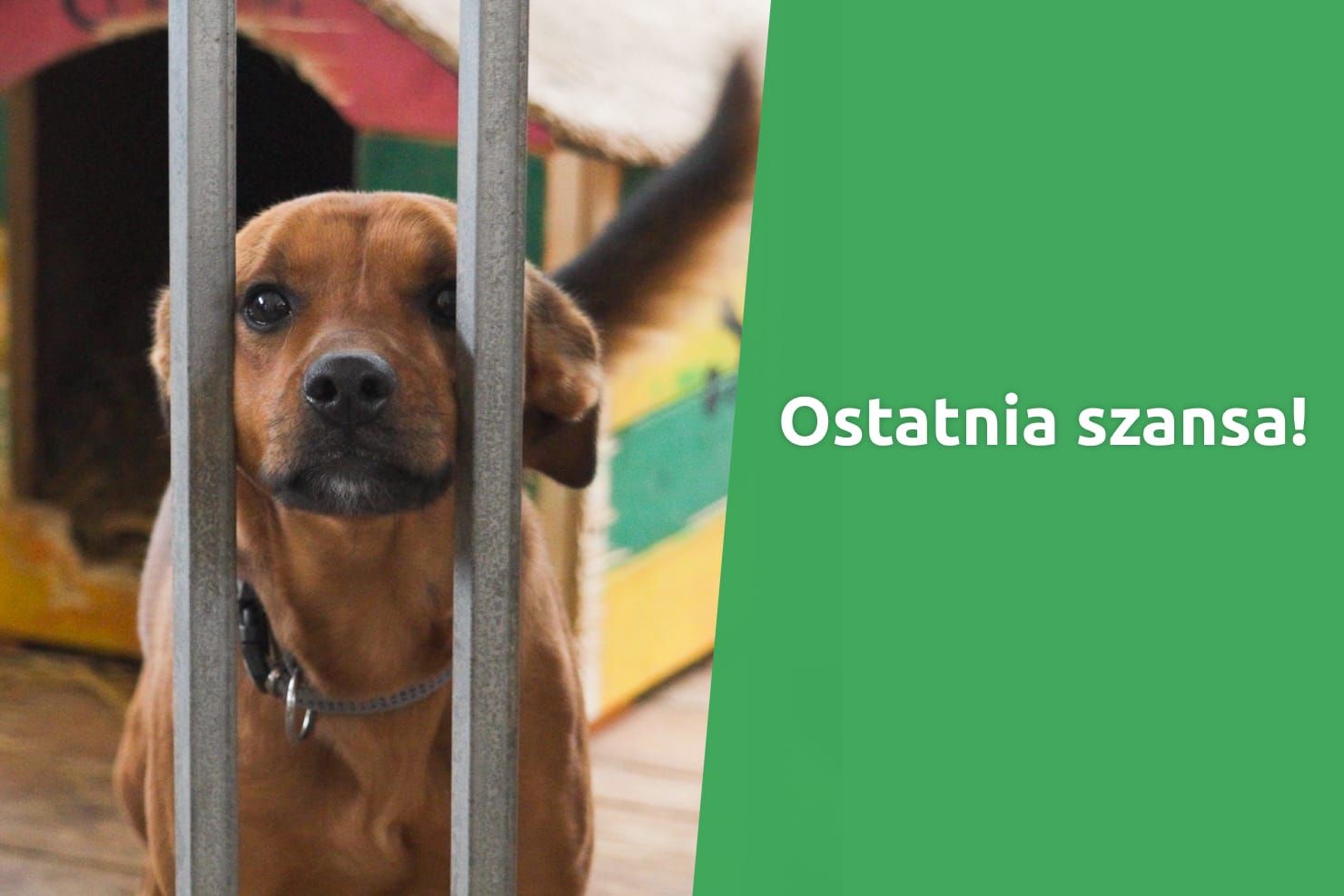 Jeszcze zdążysz przekazać 1,5% podatku Fundacji Ratujemy.pl