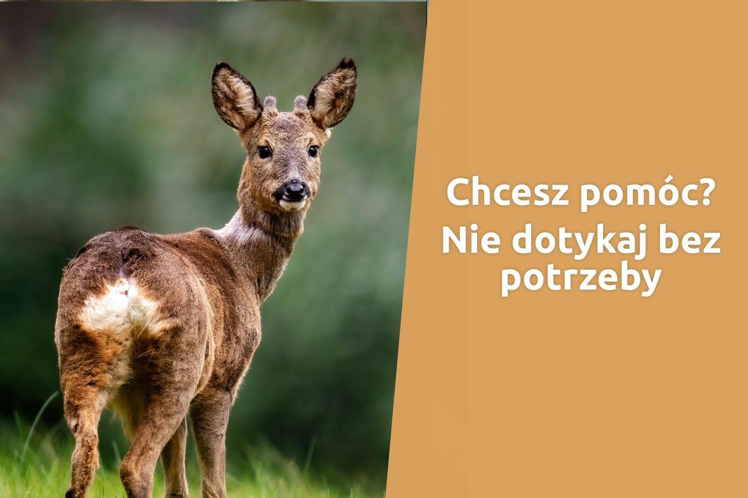 Znalazłeś małe dzikie zwierze? Najważniejsze: nie zabieraj go od razu