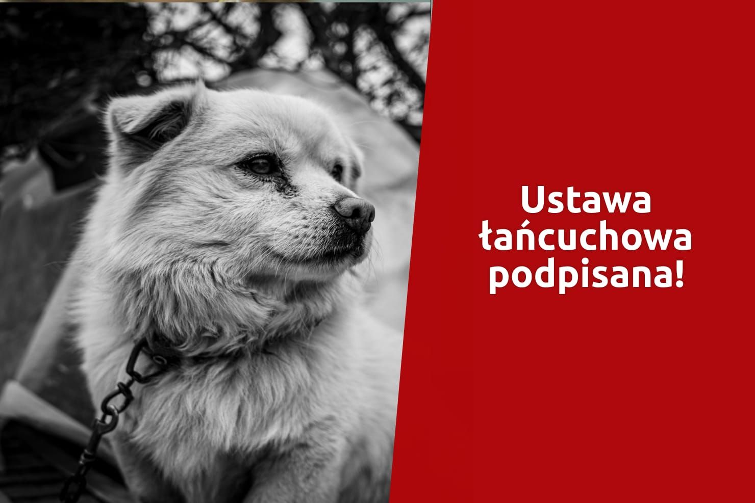 Nadchodzi przełom dla psów?