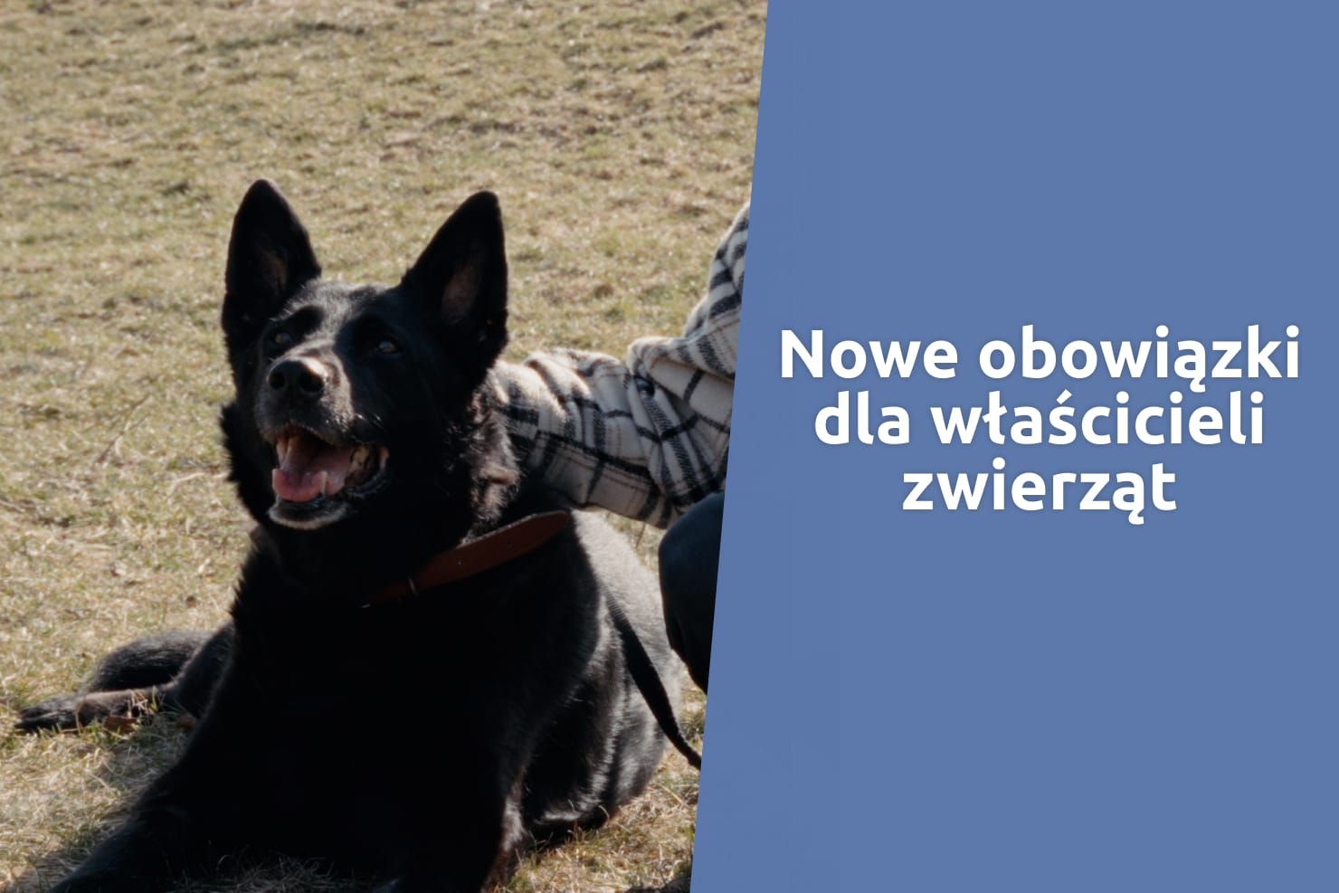 Obowiązkowe czipowanie psów i kotów coraz bliżej. Co zmieni nowa ustawa?