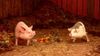 A pink pig, left, looks at a white and gray spotted pig, right, who looks back. Between them is a pile of slop including carrots, and they stand in a muddy barn.