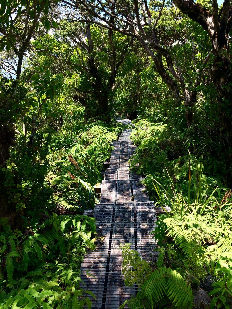 Captured by: Uʻilani Miner-Ching (Maui, 2015)