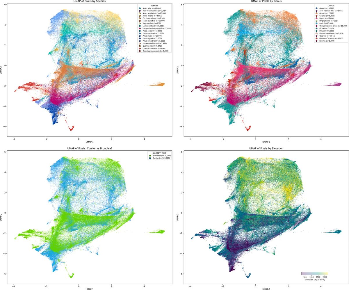 Geospatial Foundation Models: A New Era for Forest Species Mapping from Space