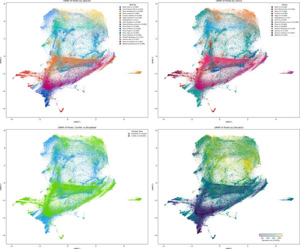 Geospatial Foundation Models: A New Era for Forest Species Mapping from Space