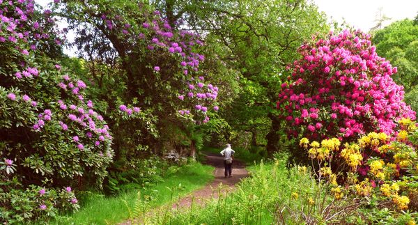 The Biggest Dream 'Scape