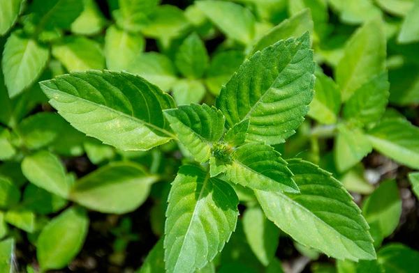 Tulsi, il Basilico dalle mille proprietà