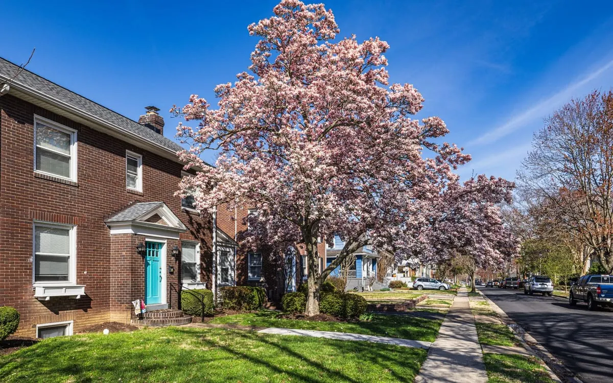 A brick house on a tree-lined residential street with a magnolia in full bloom