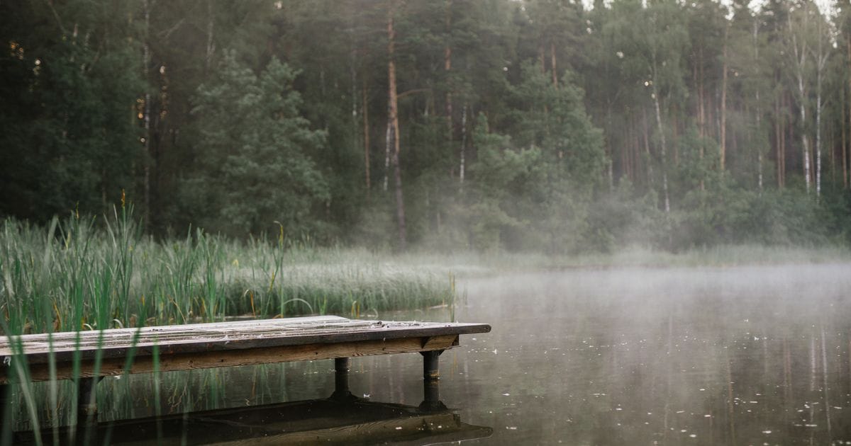 Weathered wooden dock at the edge of a misty lake, with tall grass and a pine forest behind it