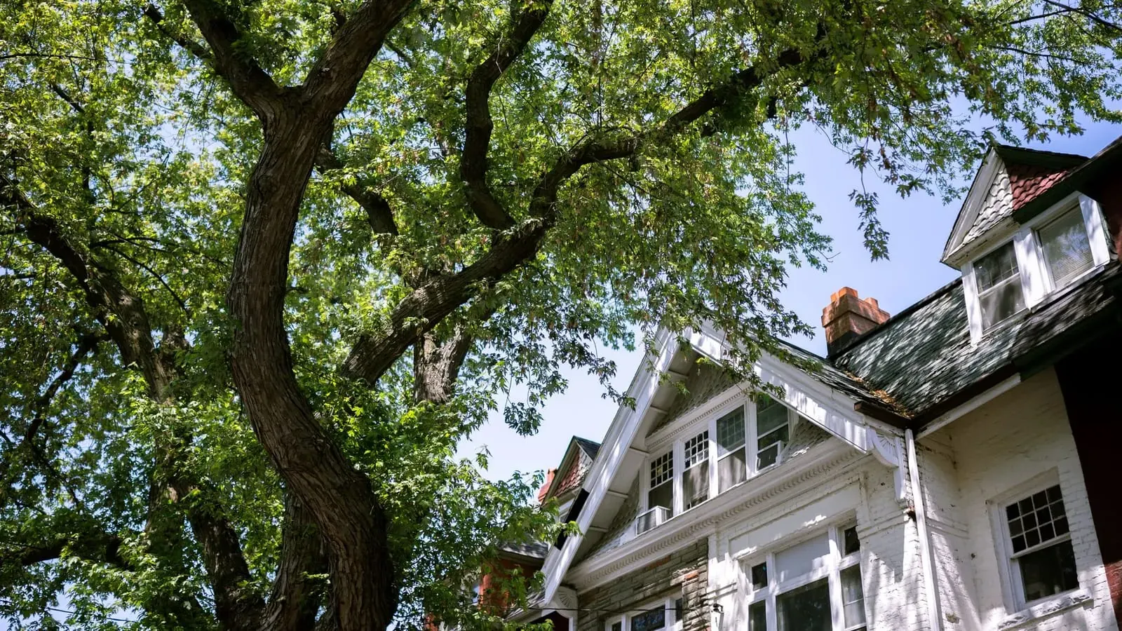 A white painted-brick house seen from below through the branches of a large tree