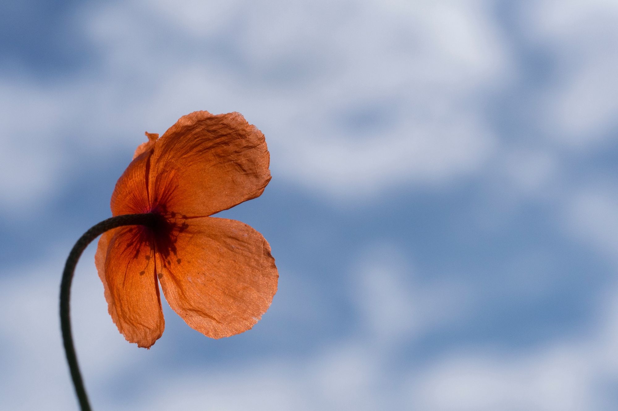 On Presence, Video Lectures, and Critical Pedagogy