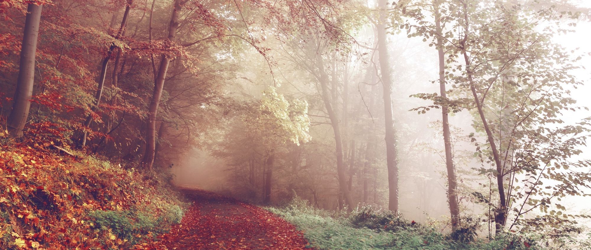 Play is the Companion of Scholarship