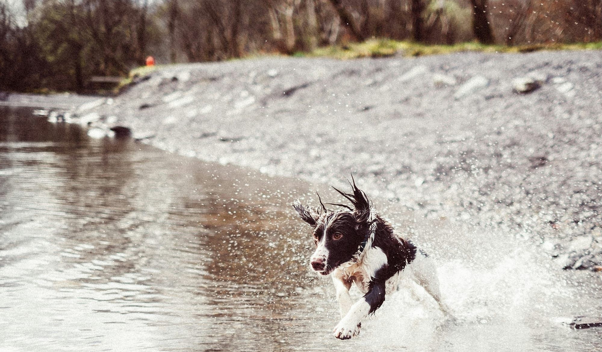 Brown and white spaniel running and splashing on the shore of a lake.