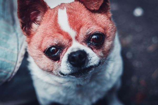 Times which Require Greater Care: Ethos in Online Learning