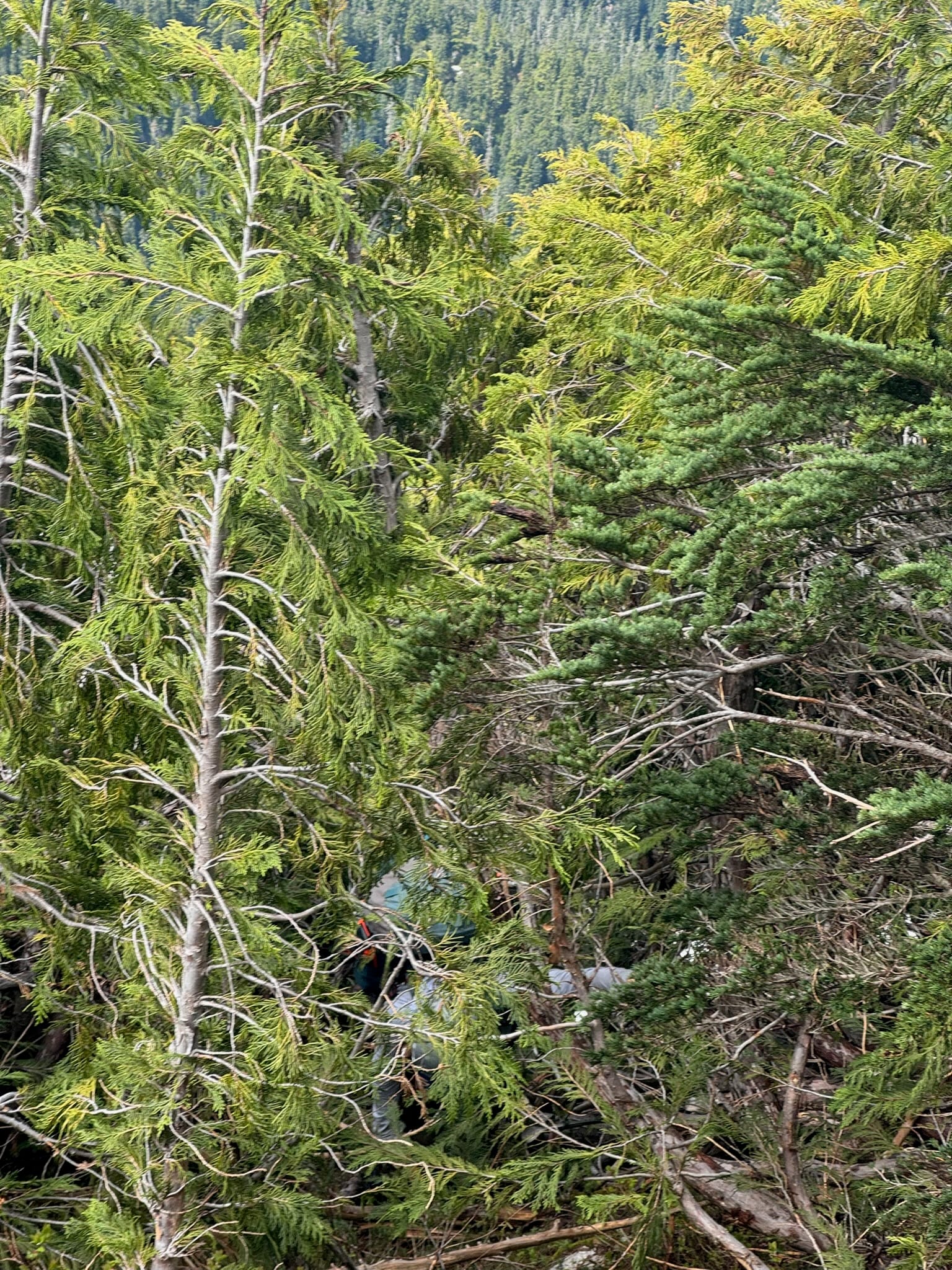 "Why has god forsaken me to this man dragging me through these trees??" - Shaina, probably