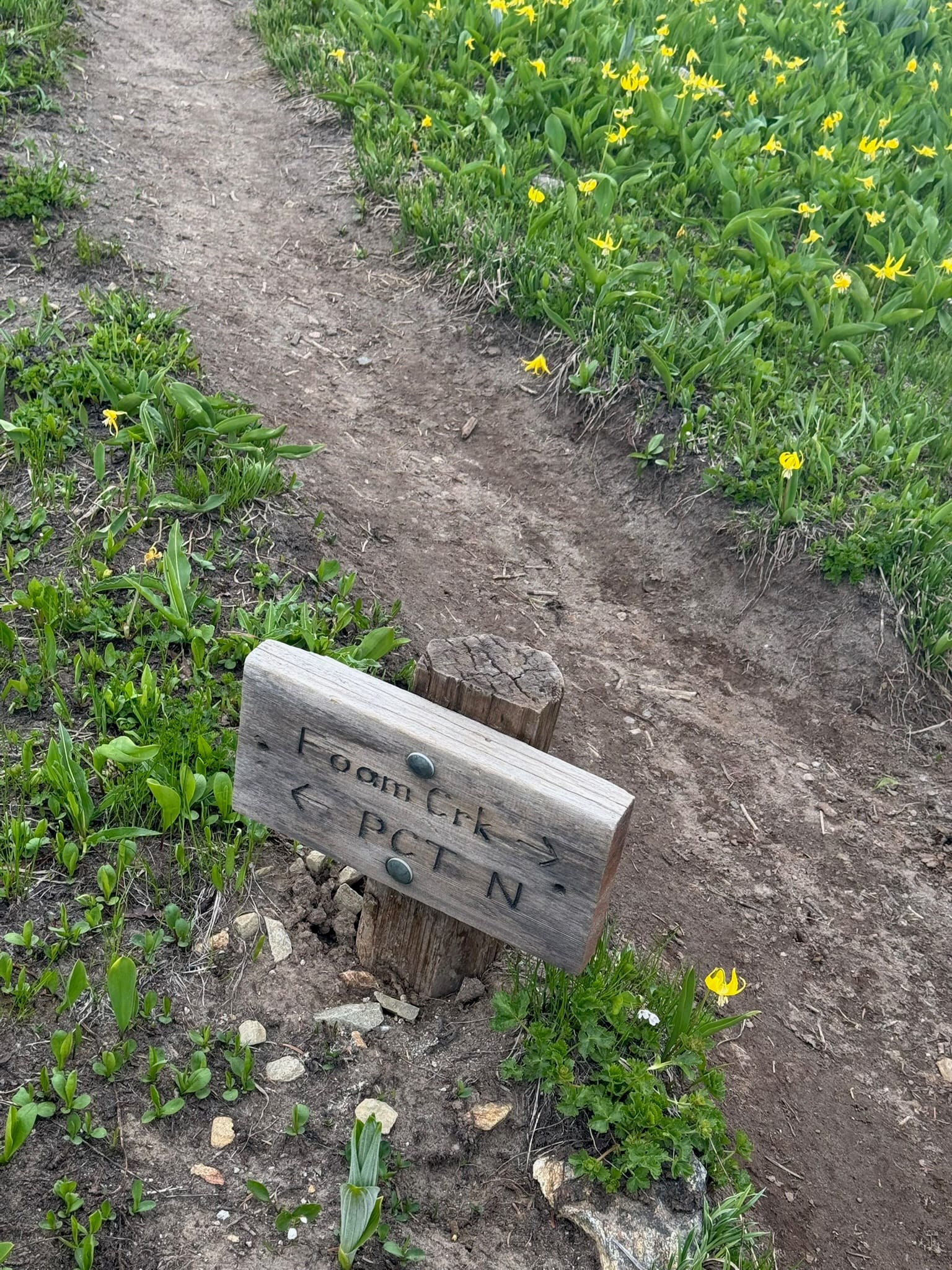 Cute lil signs - the full Aesthetic