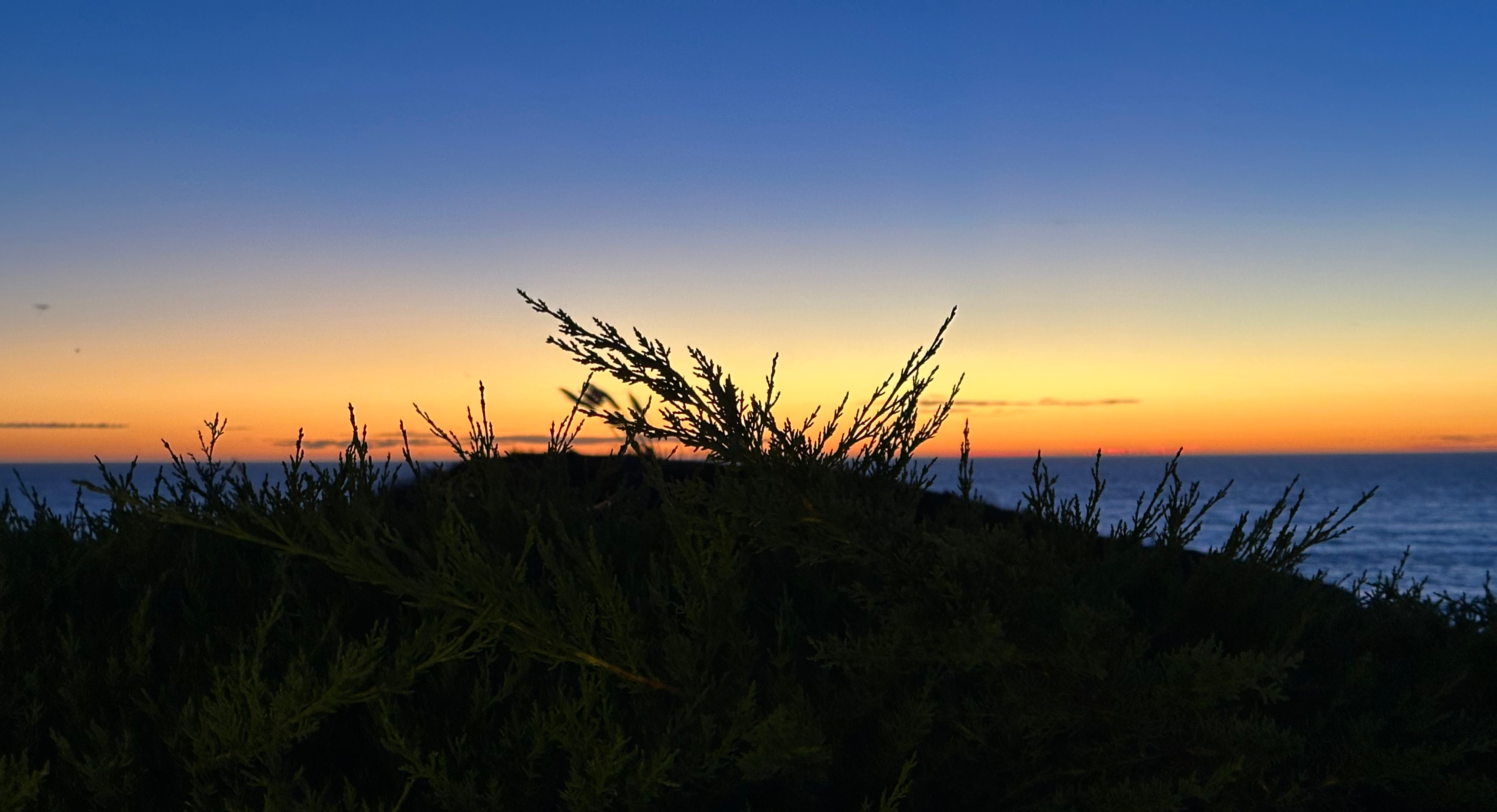 Photo of plants in shadow looking out on the Pacific ocean during twilight.