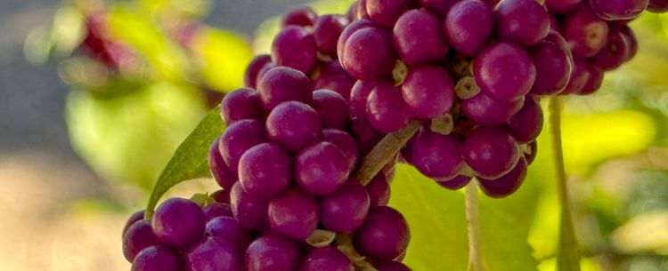 bright purple berries with sunlight and green leaves behind them macro photo