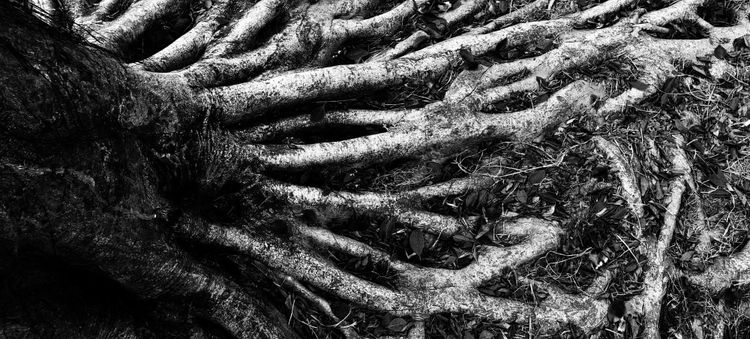 Nobody Moves Forward