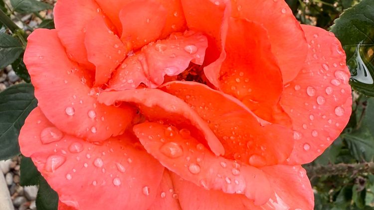 rose with droplets of rainwater on its petals