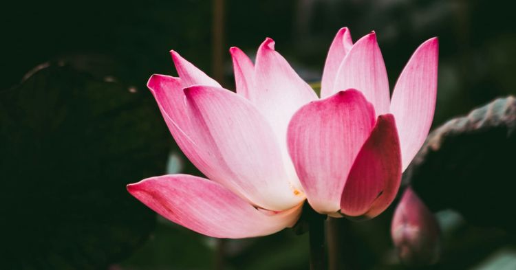 Quis Consolat Consolatores?