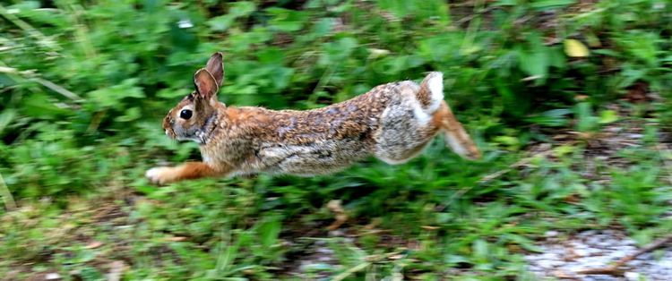 Panicking Rabbit