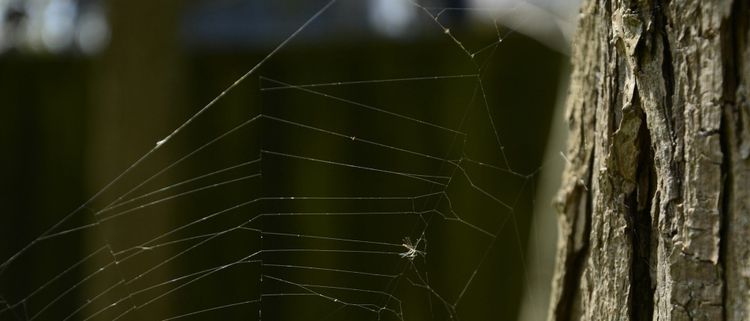 Spider Webs