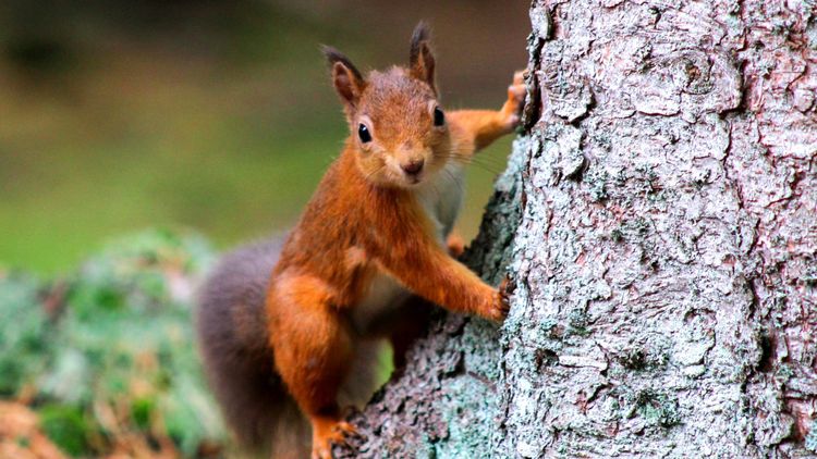 A Squirrel Ate Your Birdseed