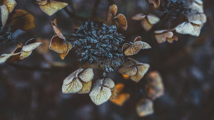 tiny brown leaves with a tinge of frost as winter approaches